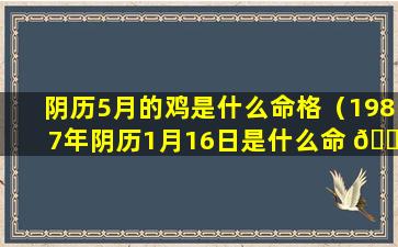 阴历5月的鸡是什么命格（1987年阴历1月16日是什么命 🐝 格）